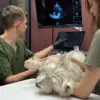 УЗД собаці та коту в Києві